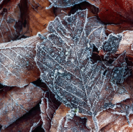 Woodland leaves