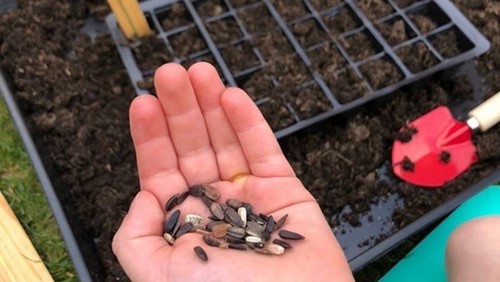 Grow seeds