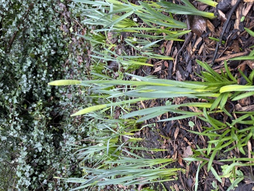 Daffodils in Spring